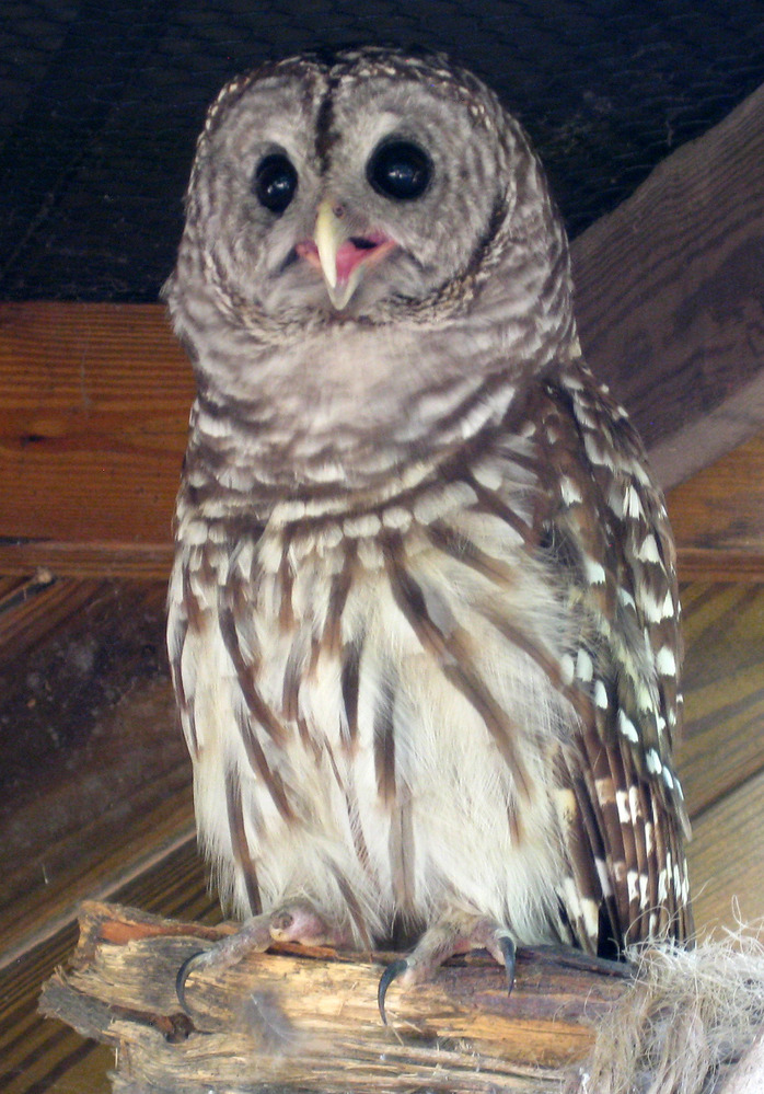 Barred Owl