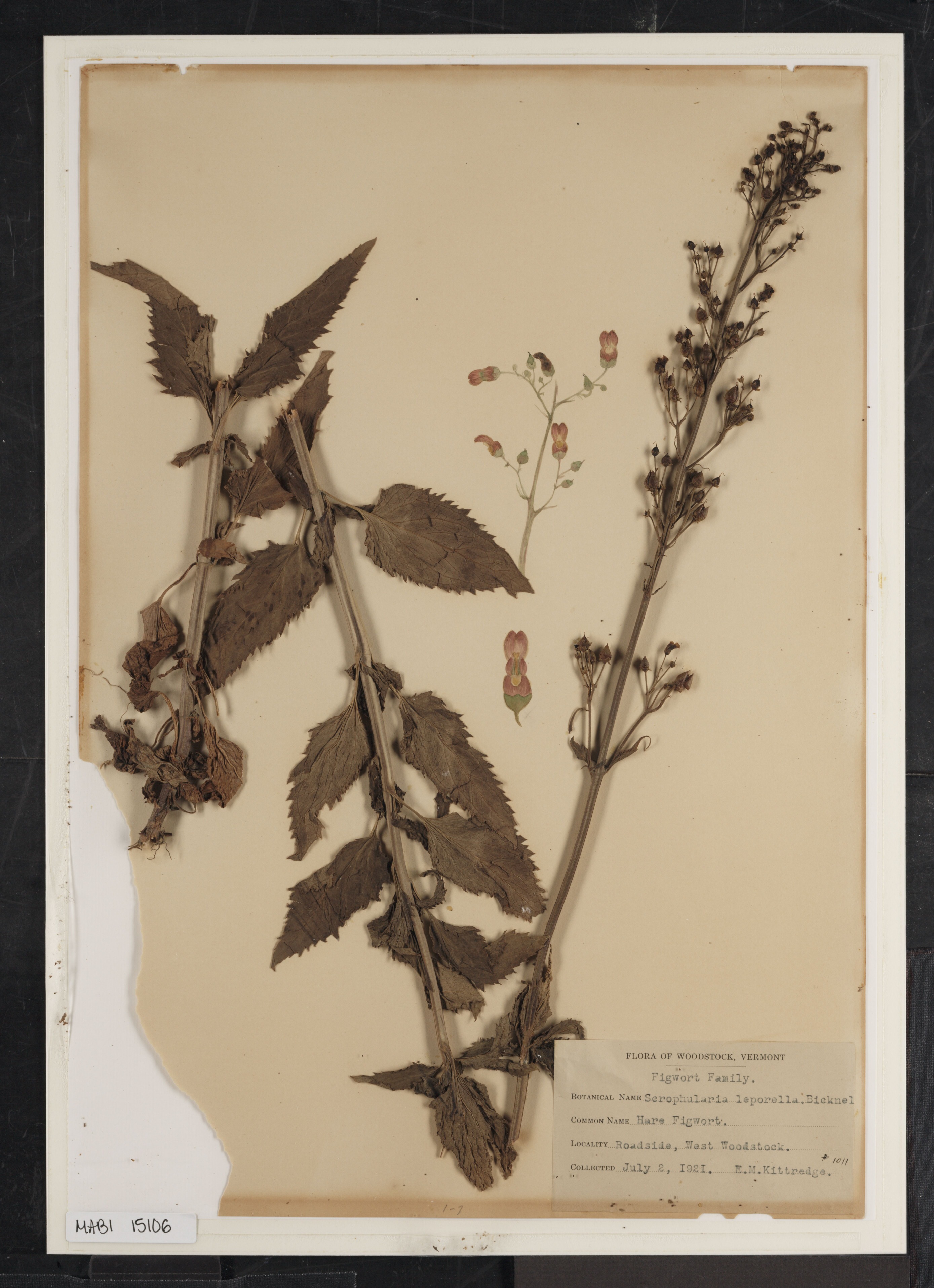 Preserved biological specimen on paper.