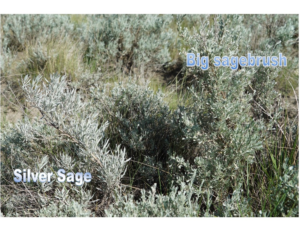 An area covered with big sagebrush and silver sage