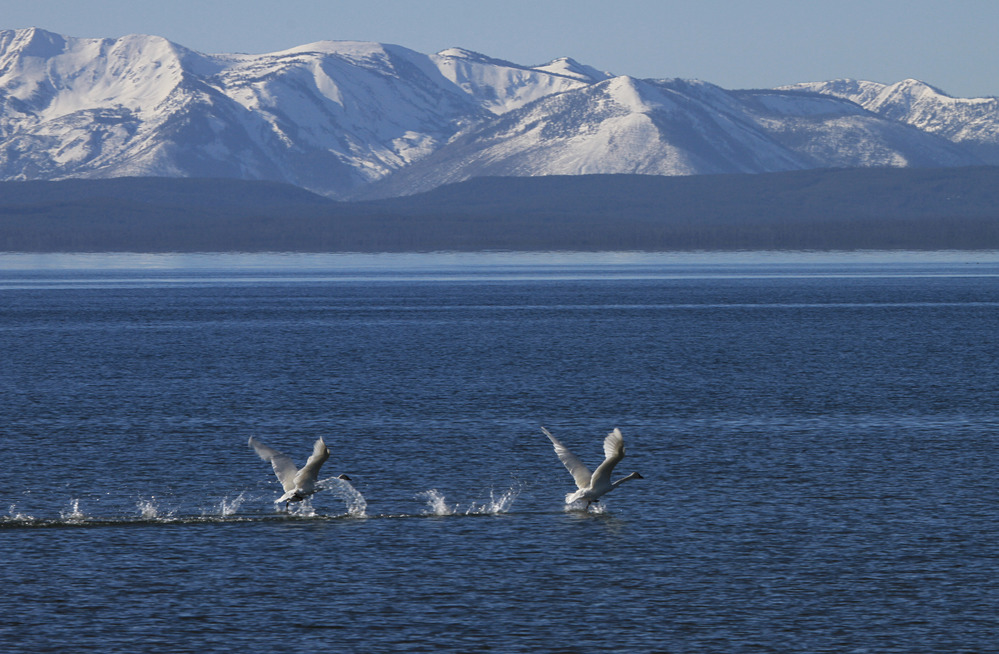 Trumpeter swans