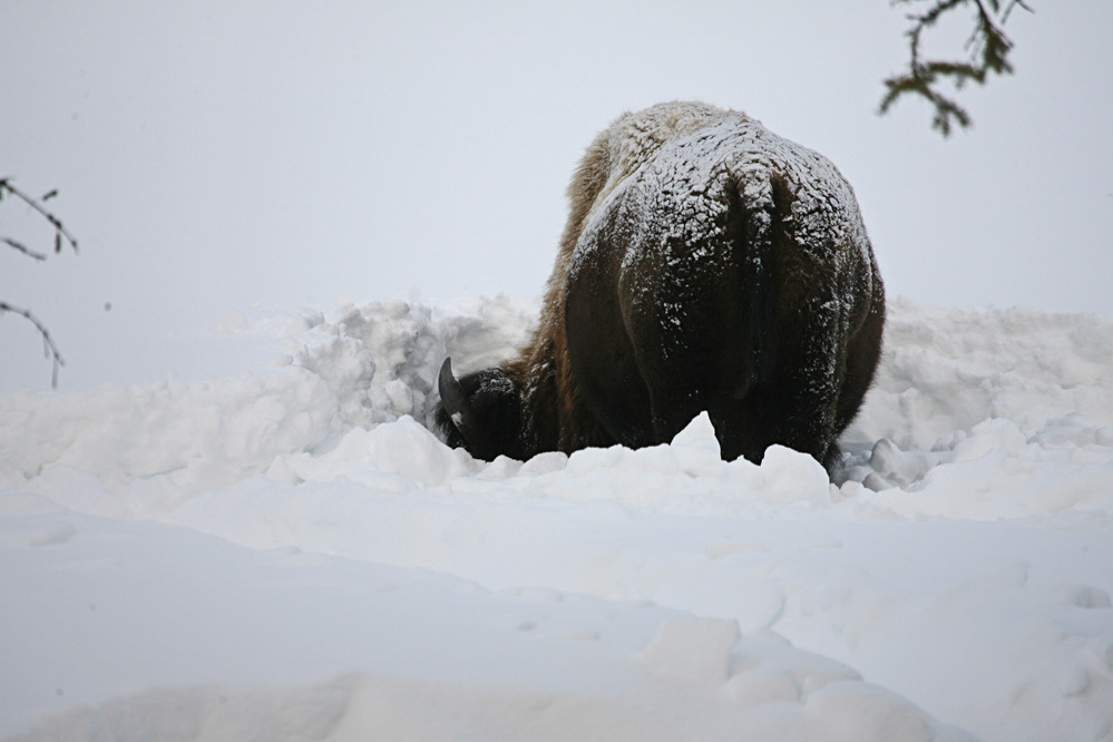 Bison grazing in deep snow