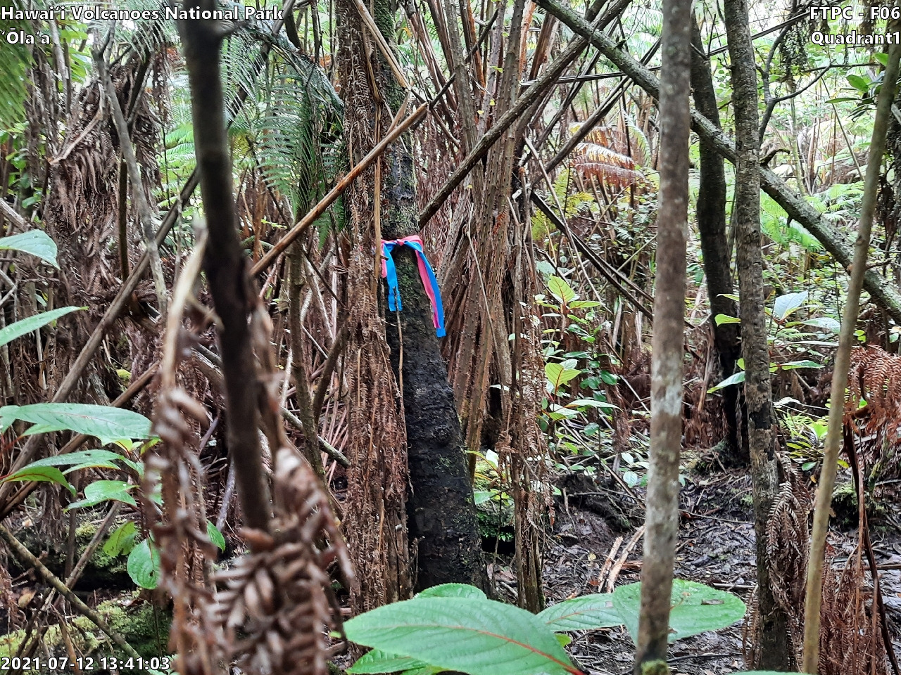 Eye-level view of plant community at monitoring site