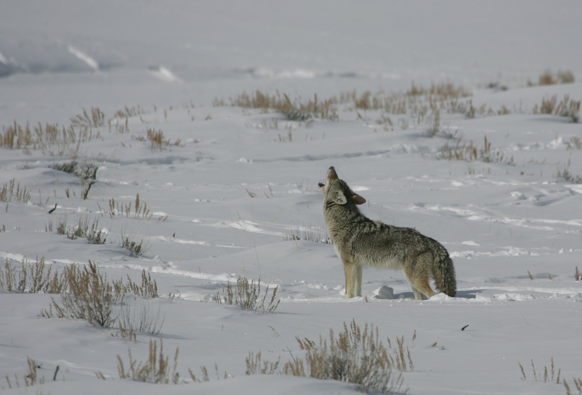 Coyote standing in snow howling.
