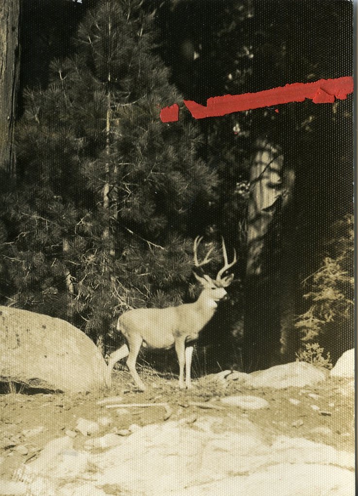 Sequoia National Park