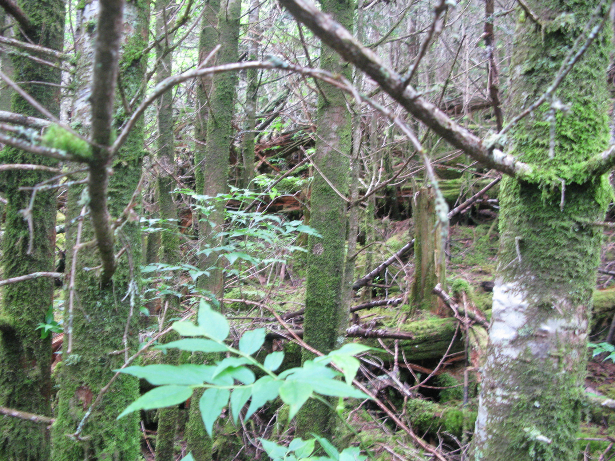 GRSM Accuracy Assessment. Plot Code: GRSM_AA_0615_5