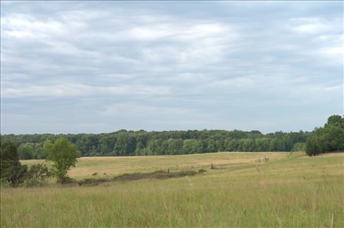 2007 treeline removal before picture number 1