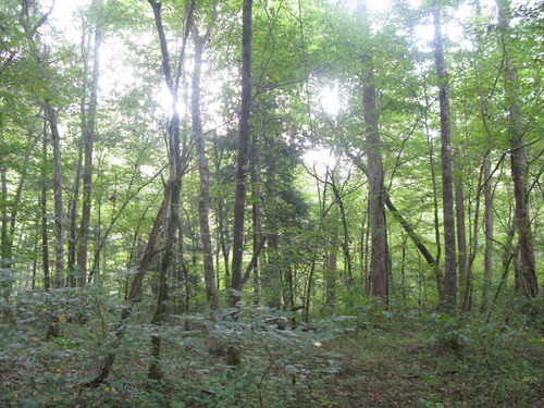 GRSM Accuracy Assessment. Plot Code: GRSM_AA_0437_6