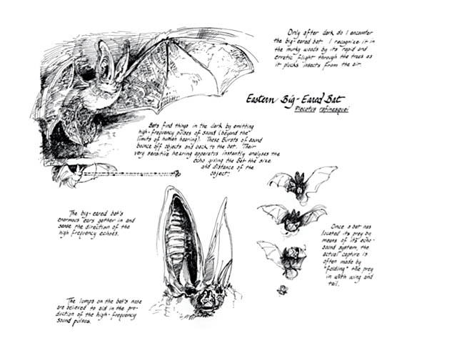 Pine-oak section. Eastern Big-eared bat notebook page.