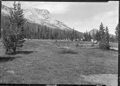 Meadow heavily grazed by Sierra Club in Matterhorn Canyon.