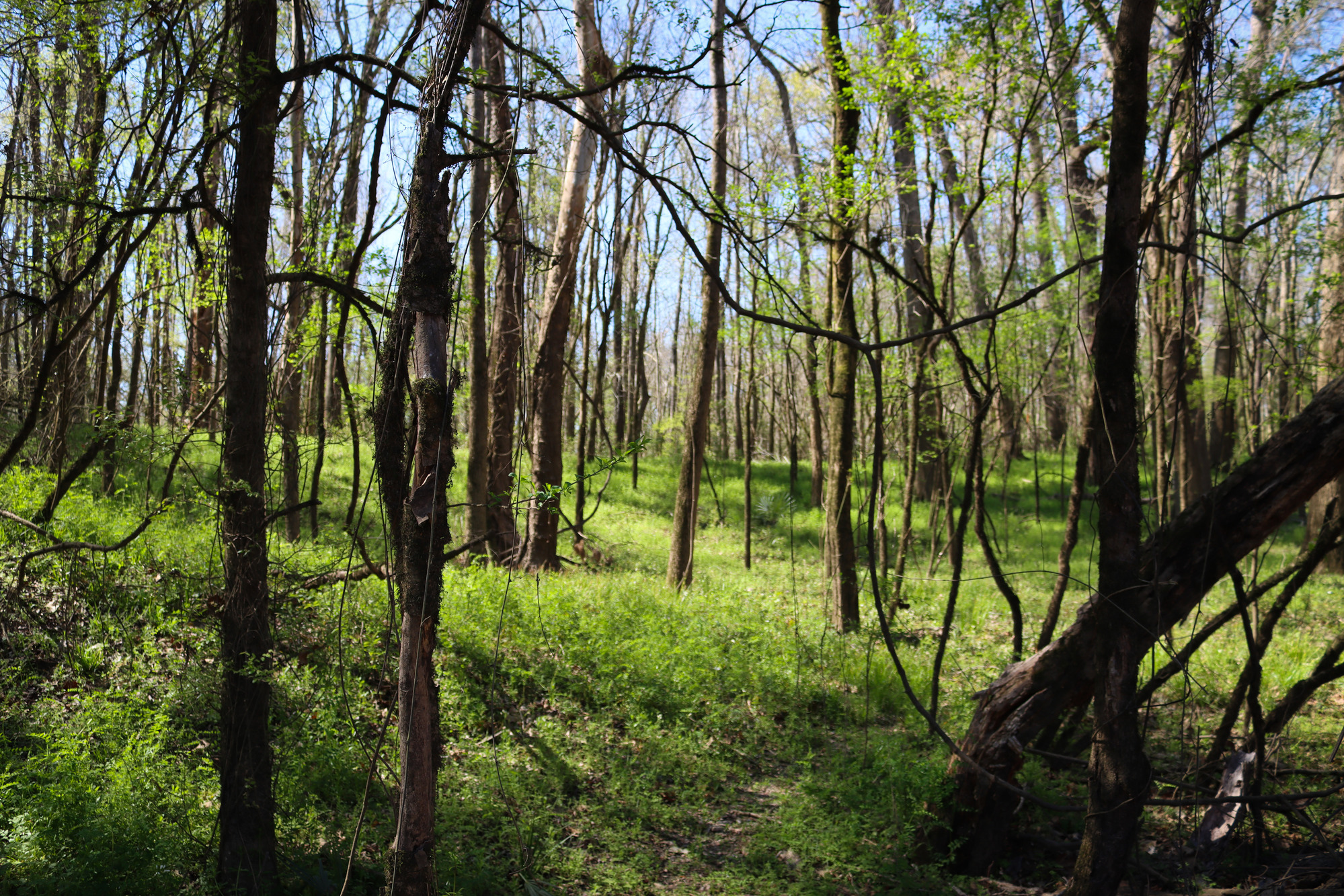 Tall, thin leafless tree trunks standing among a forest floor of small green shrubs in early spring.