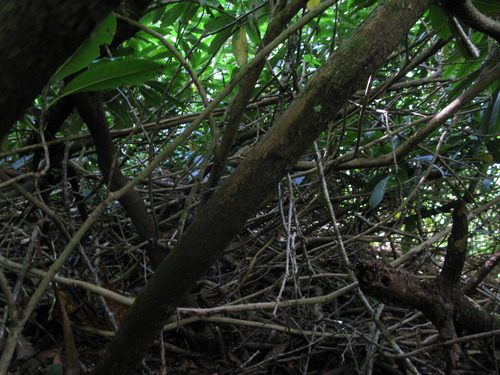 GRSM Accuracy Assessment. Plot Code: GRSM_AA_0553_5