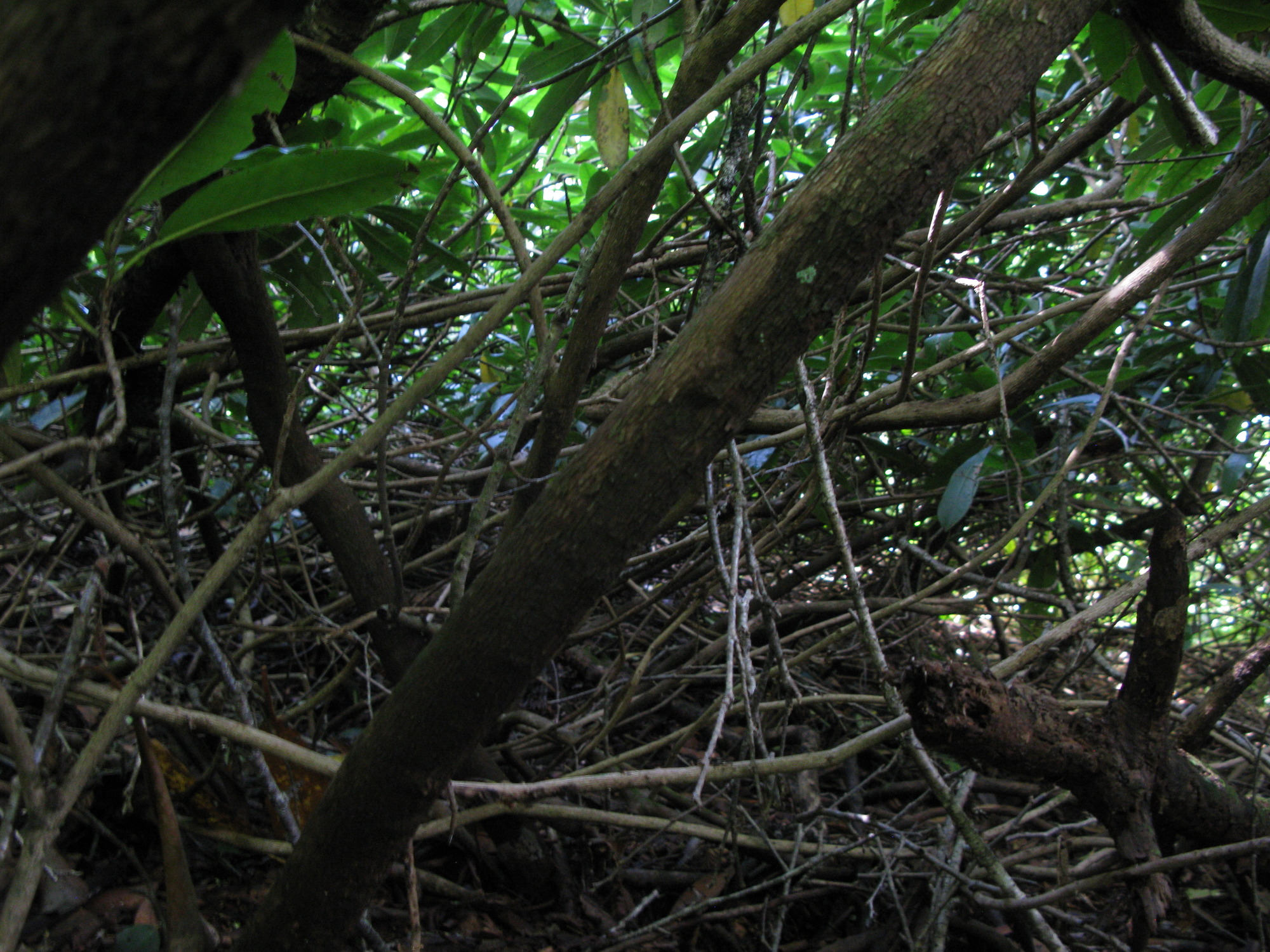 GRSM Accuracy Assessment. Plot Code: GRSM_AA_0553_5