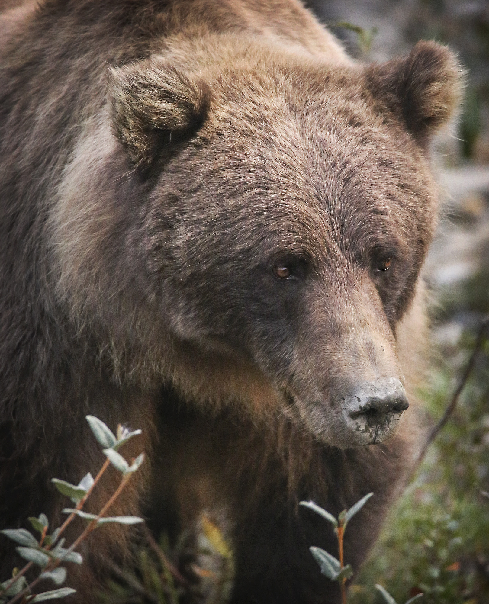 closeup view of a brown bear's face, its nose caked in dried dirt