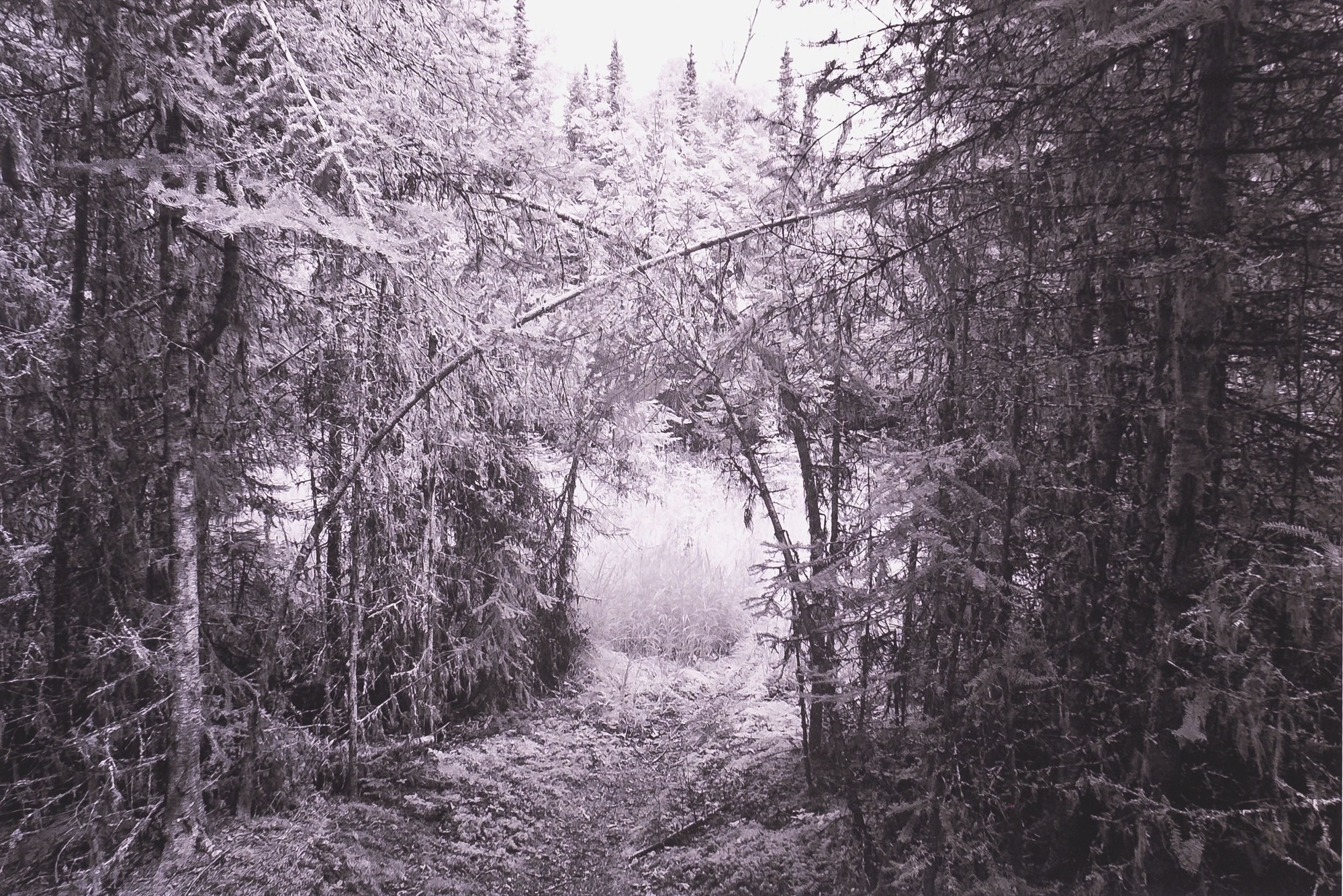 An artist's black and white photograph shows a forest scene