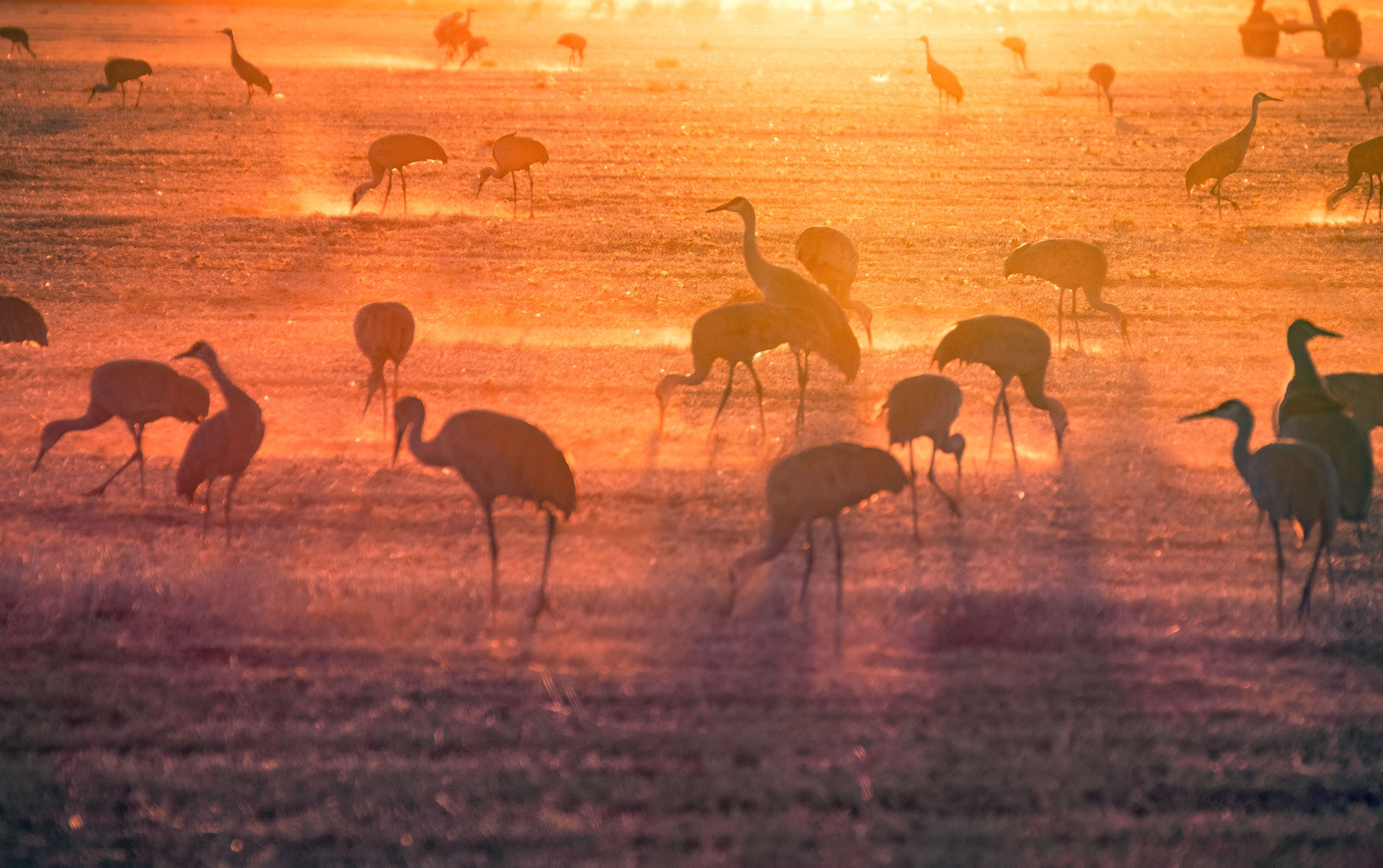 Sandhill cranes feed in a field west of the dunes at sunset.
