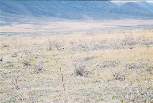 7 Gates of the Arctic National Park and Preserve Itkillik Birds Survey June 2006