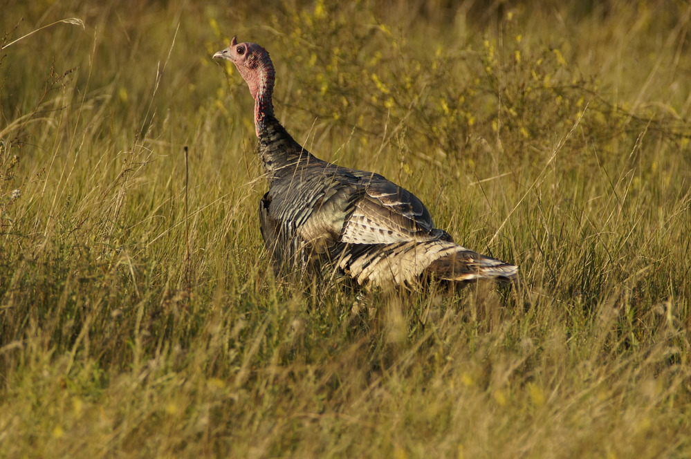 A wild turkey in the prairie grassland