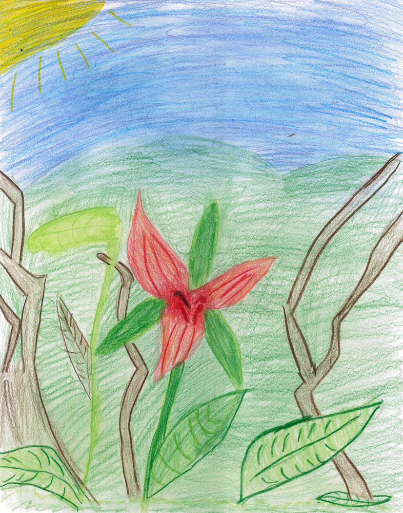 student artwork - drawing of red wildflower 
