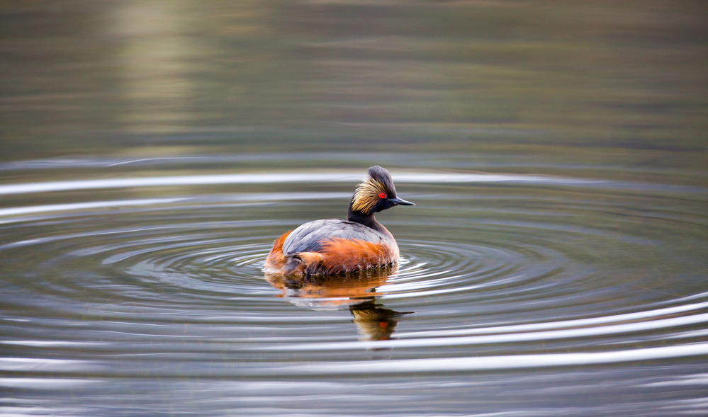 Eared grebe