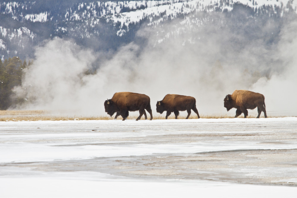 Bison in Lower Geyser Basin