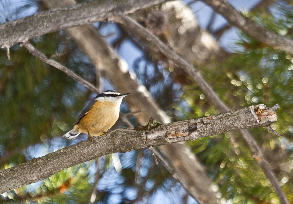 Red-breasted nuthatch