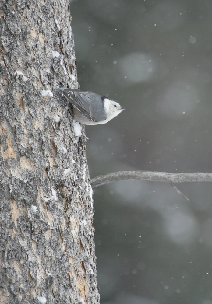 White-breasted nuthatch