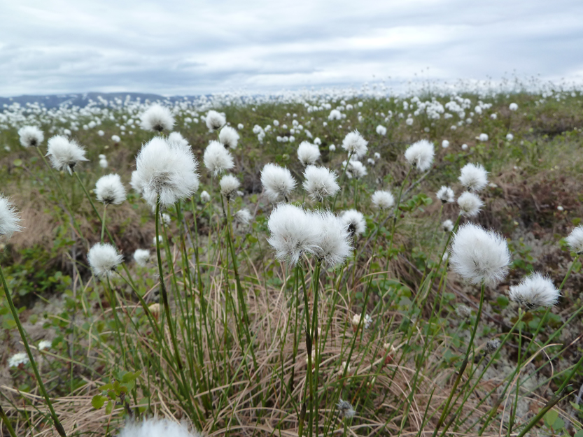 Cottongrass (Eriophorum angustifolium)