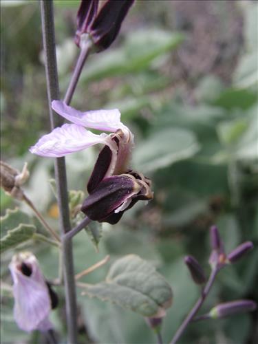 Streptanthus cutleri. Big Bend National Park, Tunnel. March 2007