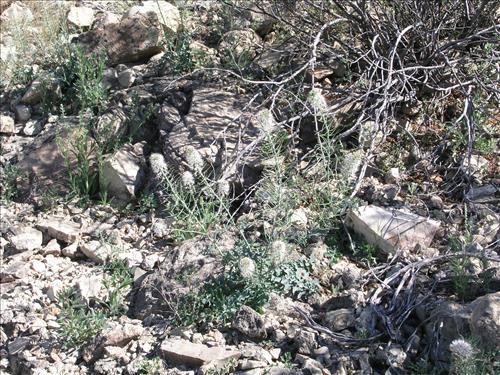 Thelypodium texanum. Big Bend National Park, Pena Mountain. February 2005