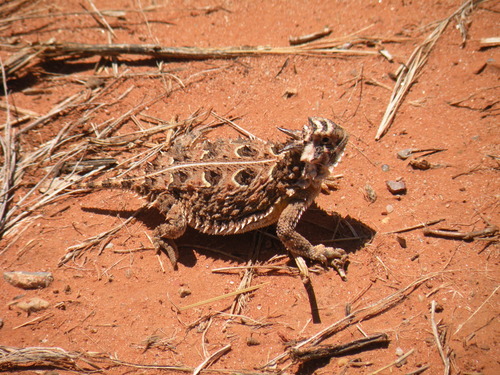 Horny Toad