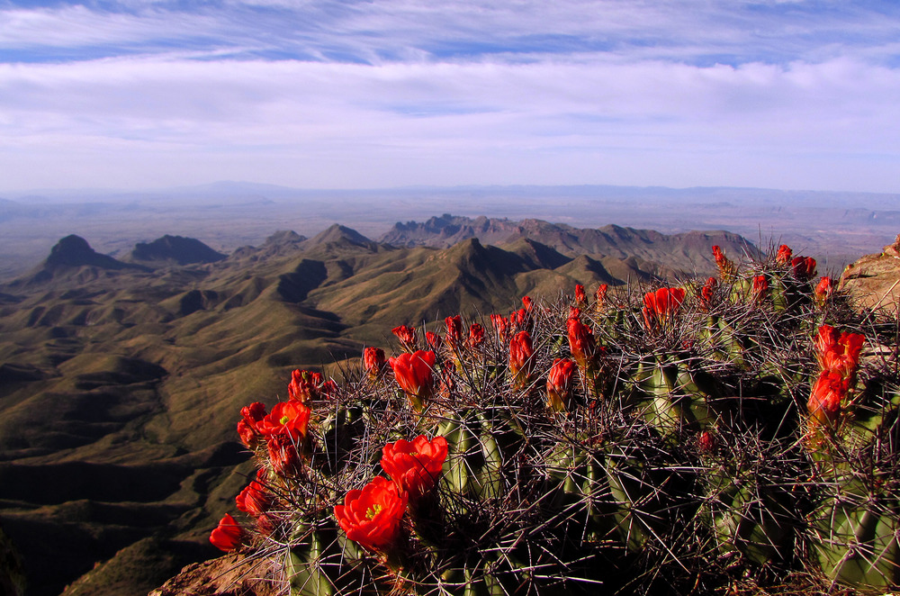 South Rim Vista and Claret Cup Cactus