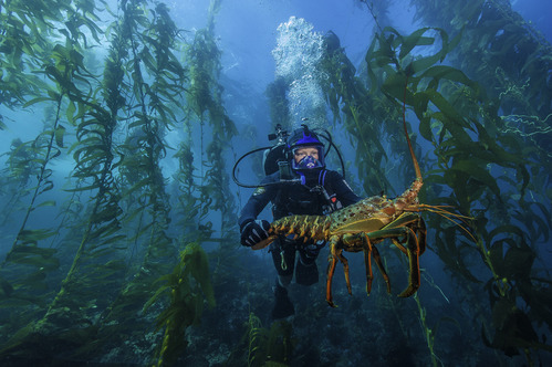 Diver in kelp forest.