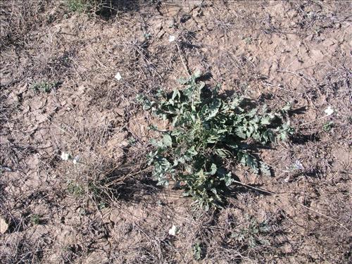 Synthlipsis greggii. Big Bend National Park, Dog Flat. January 2005