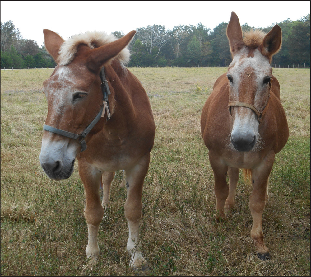 Birde and Belle, two mules with white markings, pose for the camera on the Jimmy Carter Boyhood Farm.