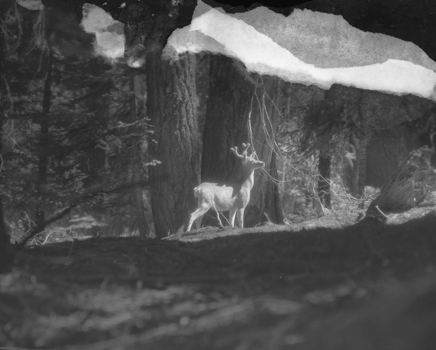 Sequoia National Park