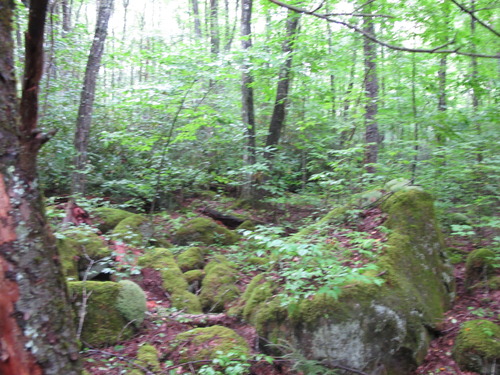 GRSM Accuracy Assessment. Plot Code: GRSM_AA_0195_3