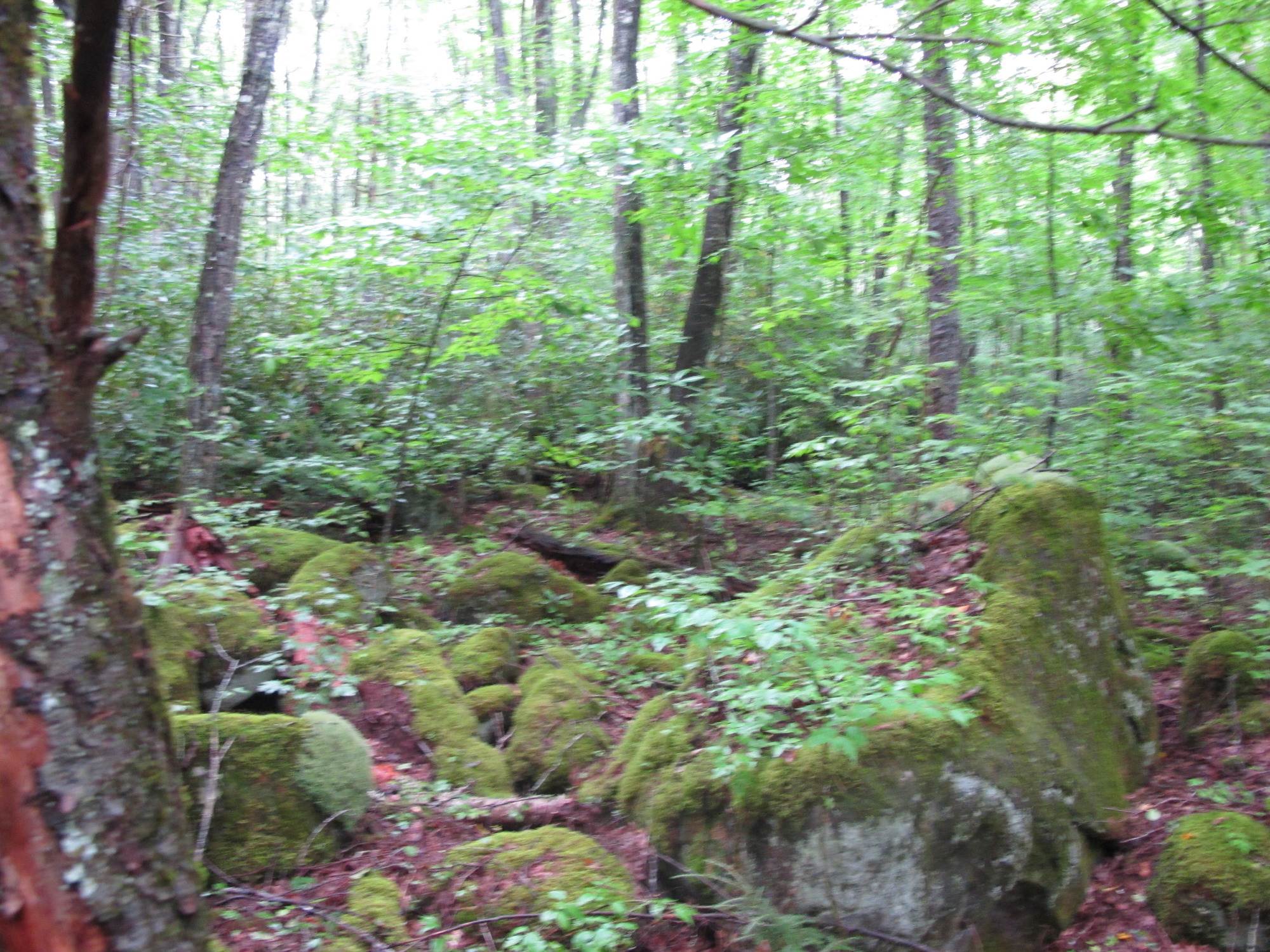 GRSM Accuracy Assessment. Plot Code: GRSM_AA_0195_3