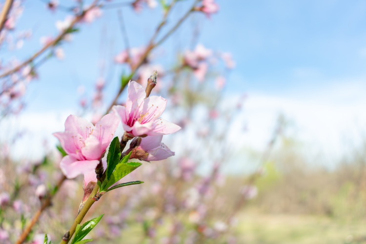 closeup of pink peach blossom