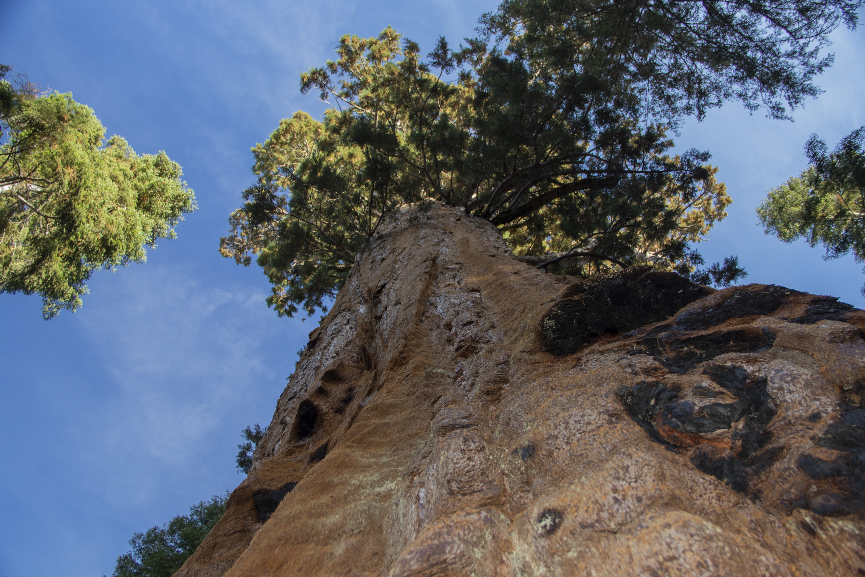 Tree bark of a very large tree with branches and green leaves at the top, looking up into a blue sky.