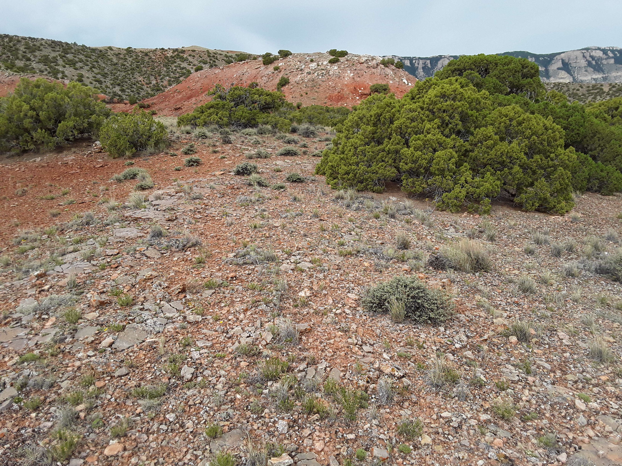 Image of the vegetation and landscape at photo point in Bighorn Canyon NRA 