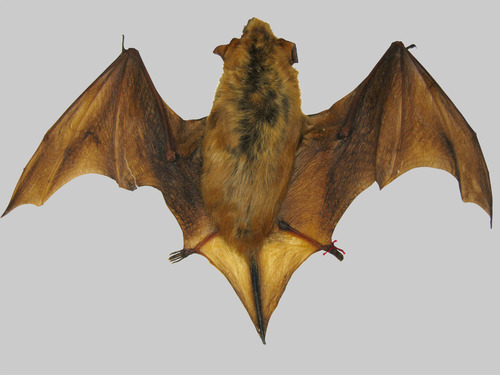 Brown Bat