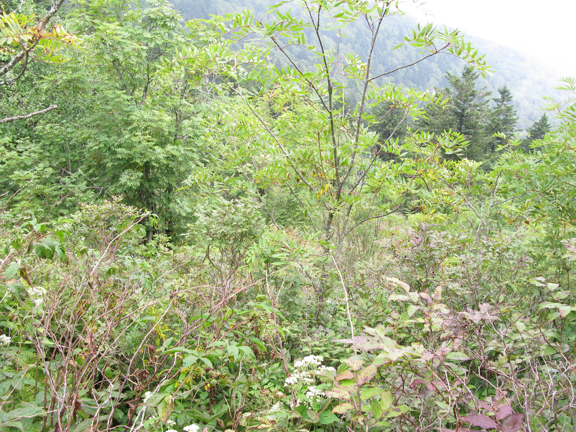 GRSM Accuracy Assessment. Plot Code: GRSM_AA_0322_4