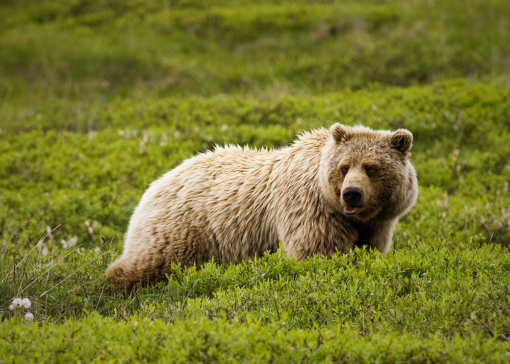 a bear in chest-high bushes