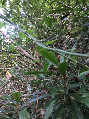 GRSM Accuracy Assessment. Plot Code: GRSM_AA_0278_5