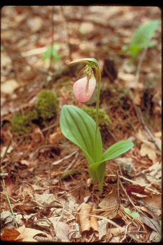 Views of Obed Wild and Scenic River, Tennessee