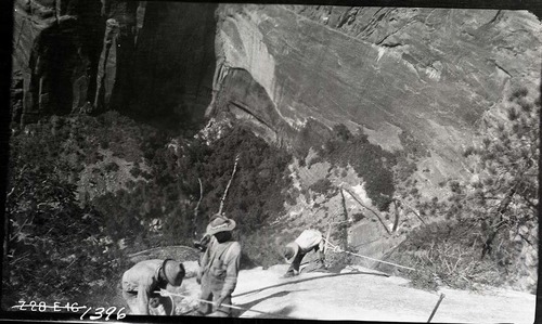 East Rim Trail construction. View of three workers (with rope safety lines) near the cliff's edge overlooking Zion Canyon, preparing to light blasting fuses. Switch backs below workers.