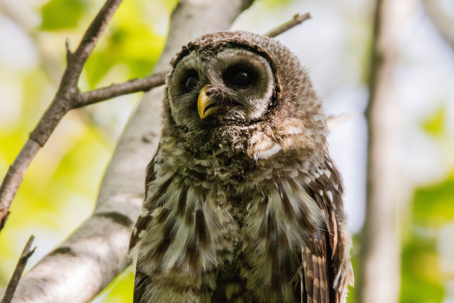 An owl sits on a branch
