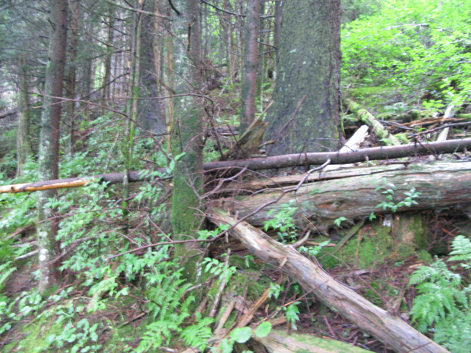 GRSM Accuracy Assessment. Plot Code: GRSM_AA_0142_2