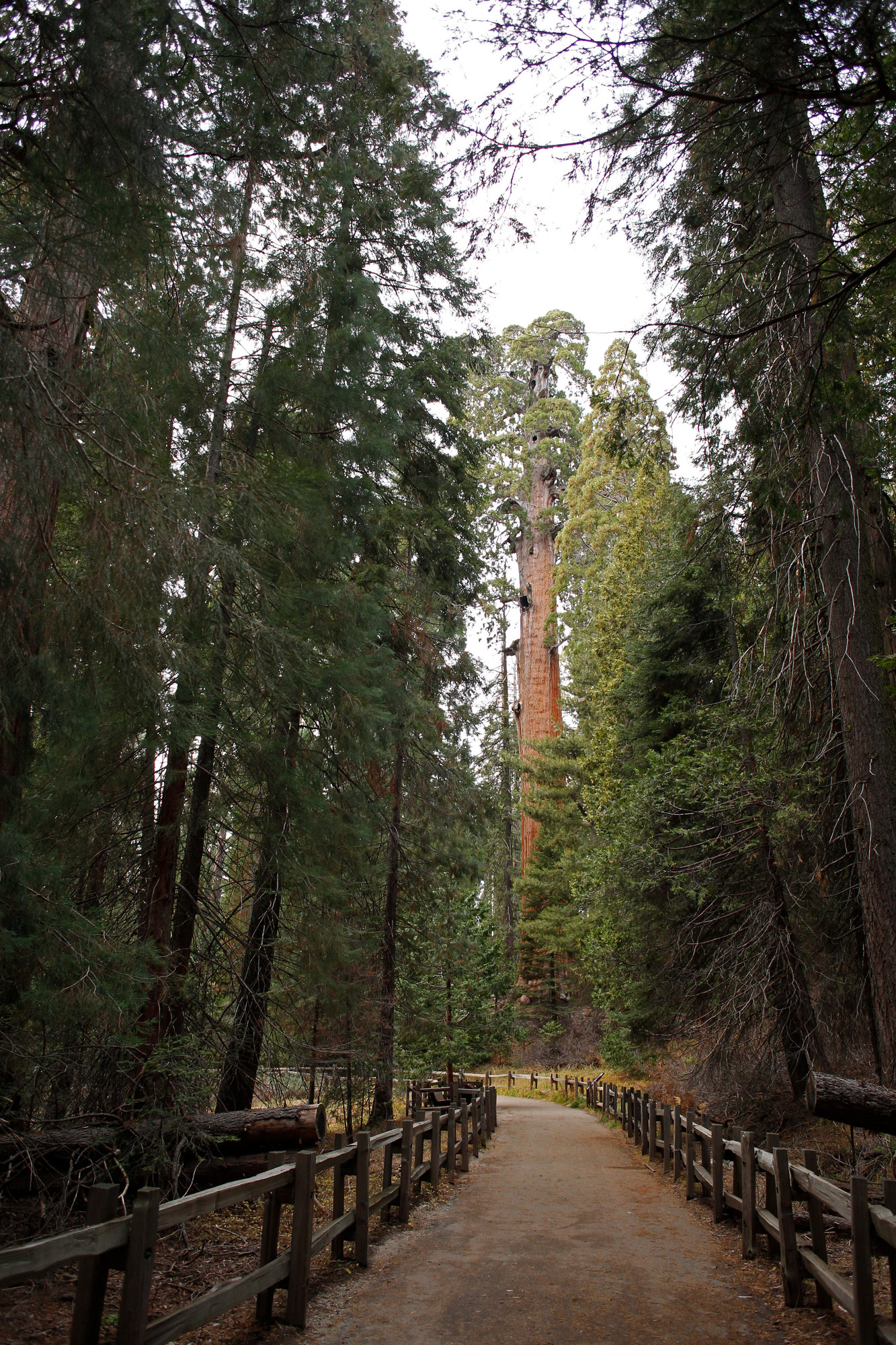 A Sequoia tree in the distance along a paved  trail.
