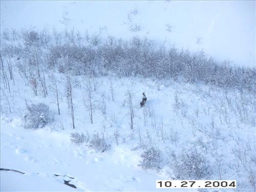 4 Gates of the Arctic National Park and Preserve Koyukuk Moose Survey 2004